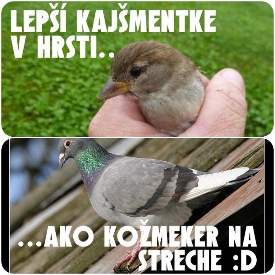 Kajšmentke sa stal hit,