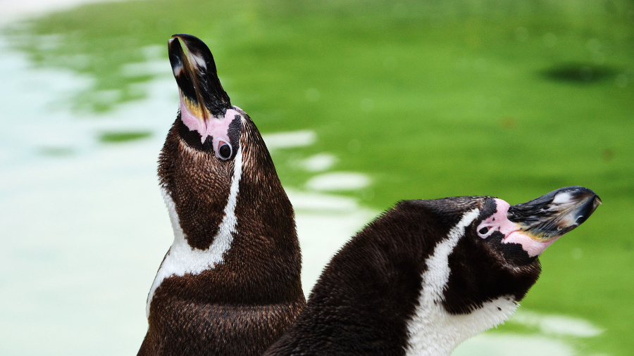 V Zoologickej záhrade v Košiciach majú