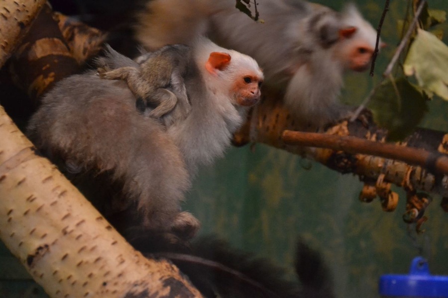 Novým prírastkom bratislavskej zoo