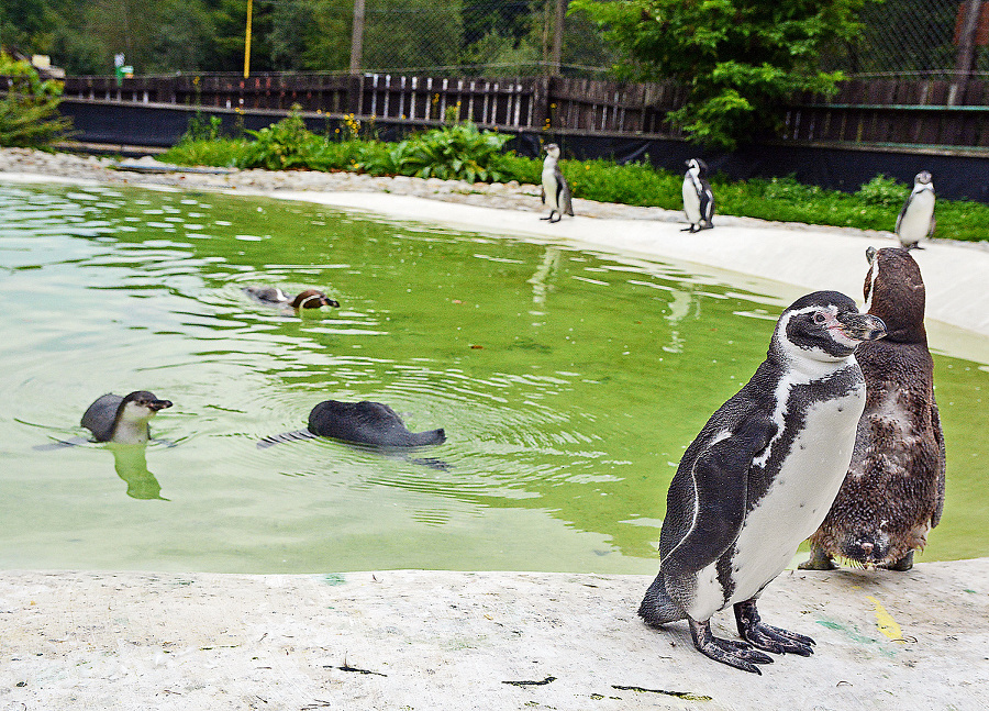 Inventúra v košickej ZOO.