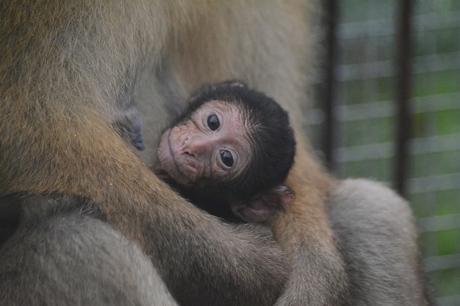 Inventúra v košickej ZOO.