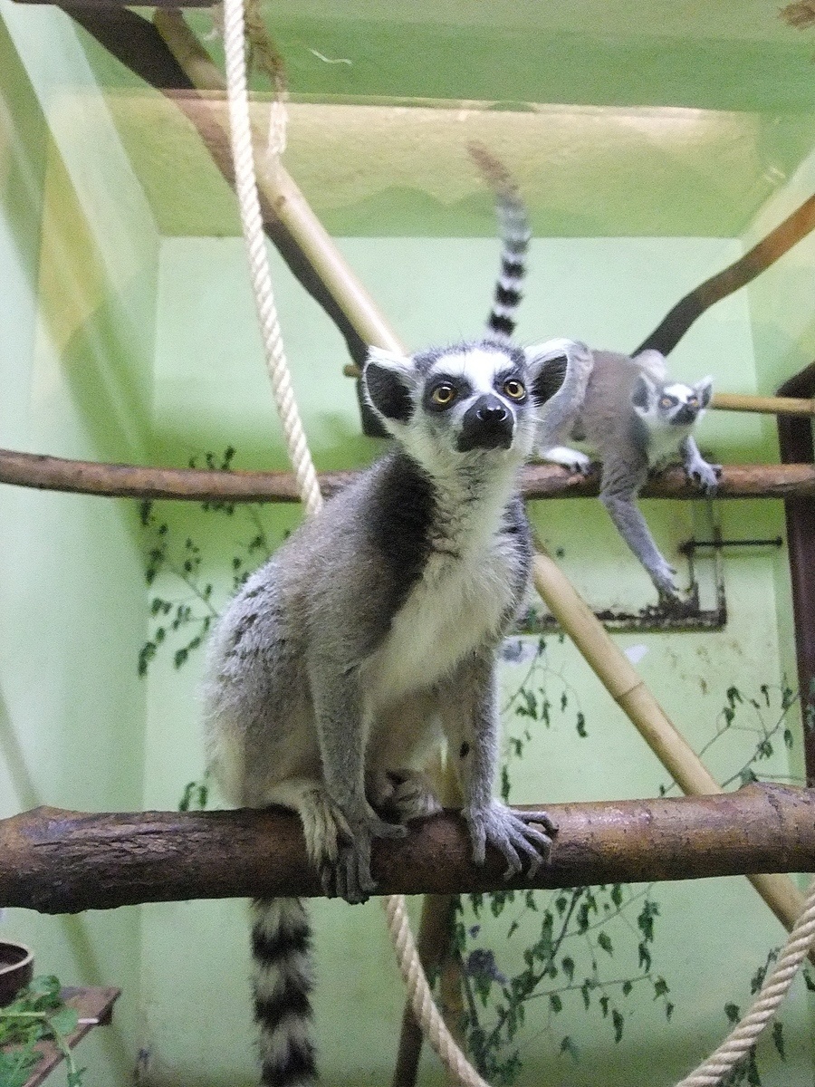 Inventúra v košickej ZOO.