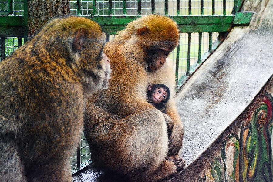 Inventúra v košickej ZOO.