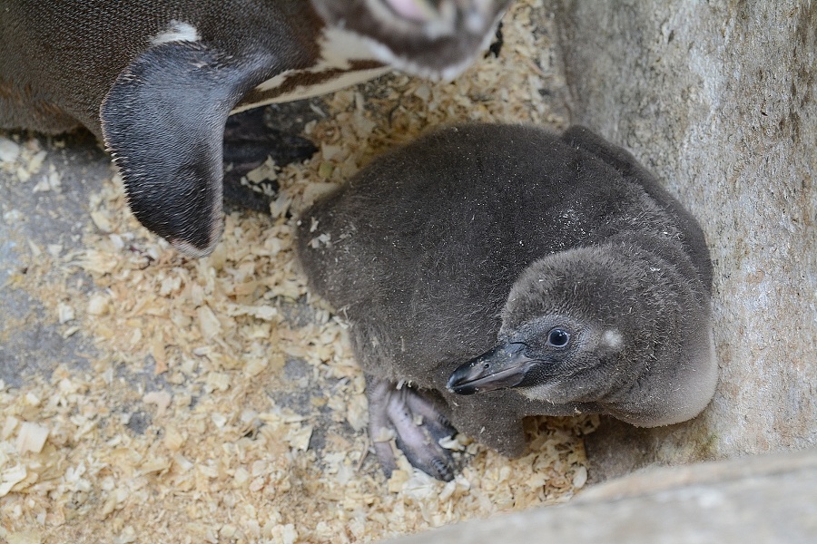 Inventúra v košickej ZOO.