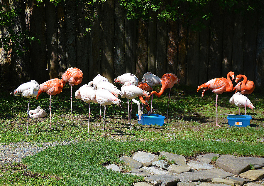 Inventúra v košickej ZOO.