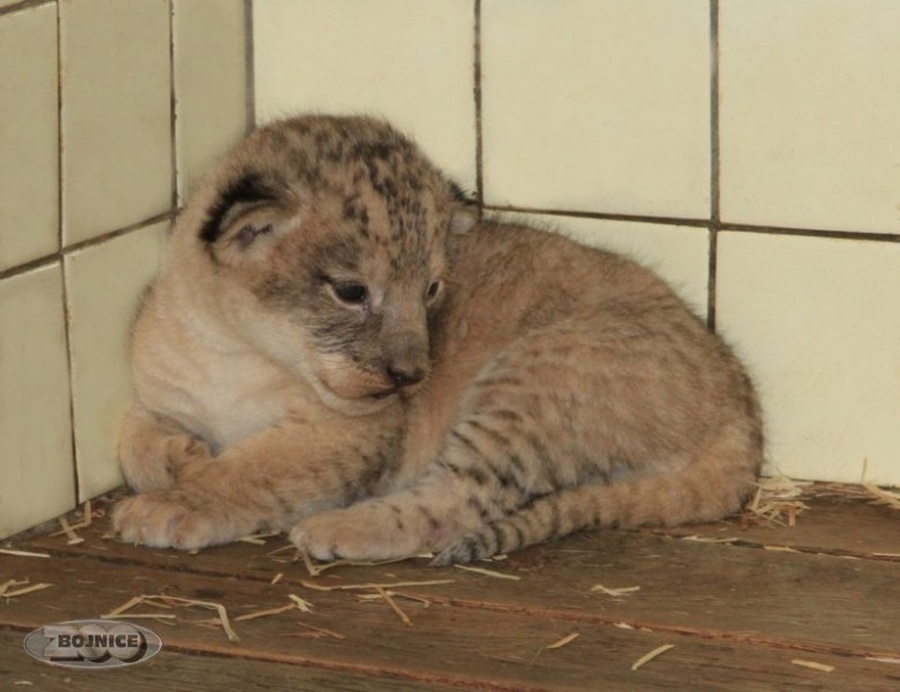 Levíčatá v bojnickej ZOO