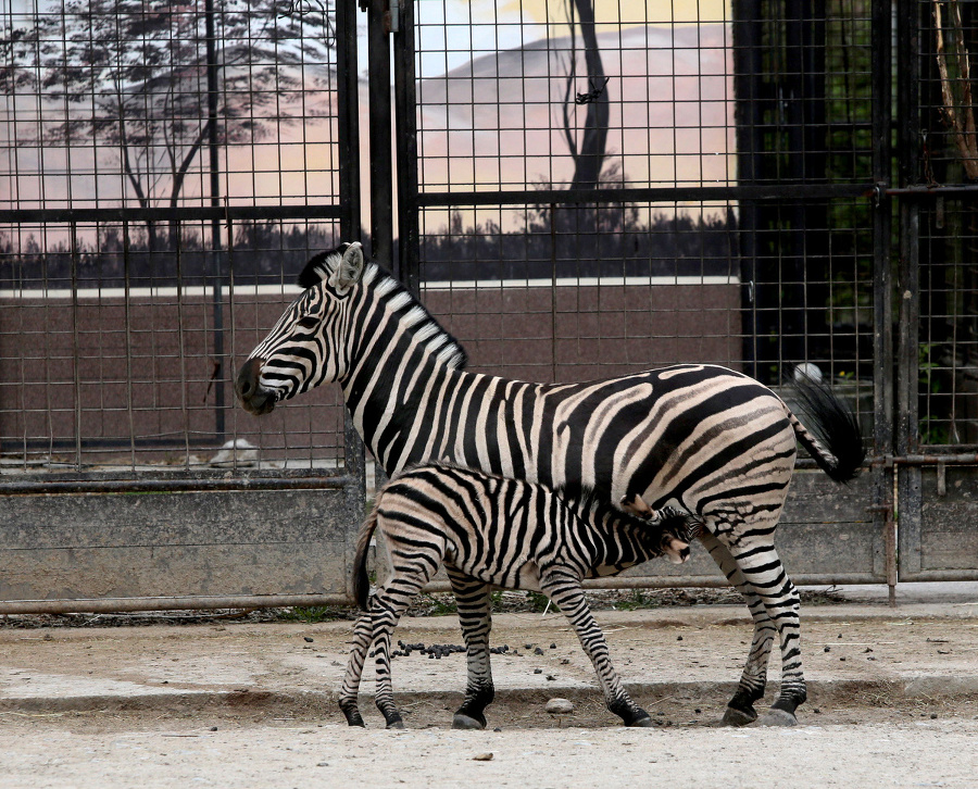 Päťdňovému samčekovi zebry Kwamovi