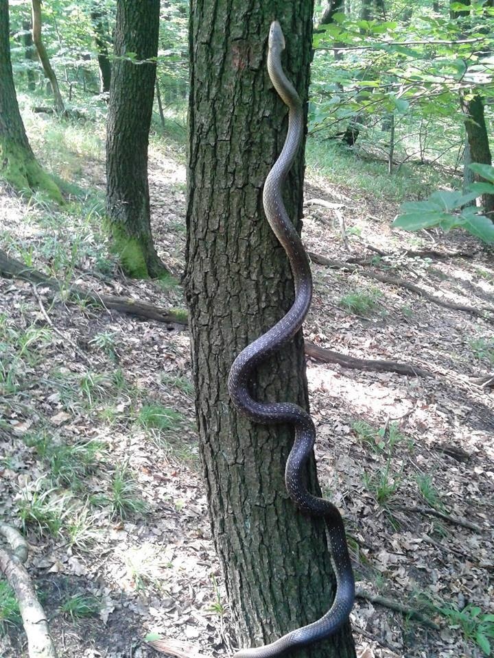 Užovka stromová je najdlhším