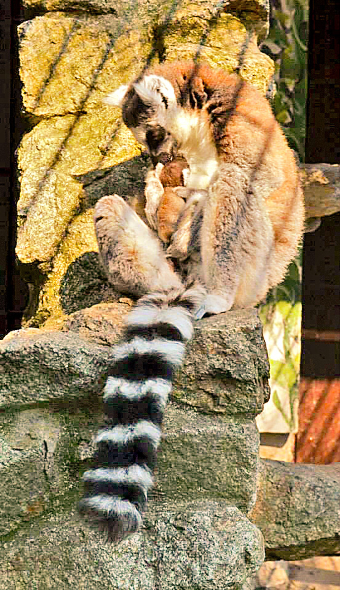 Malý lemur: Kde by