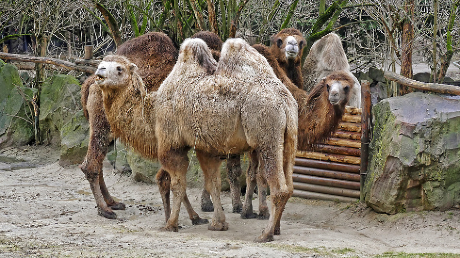 Matka Lea (vzadu) a