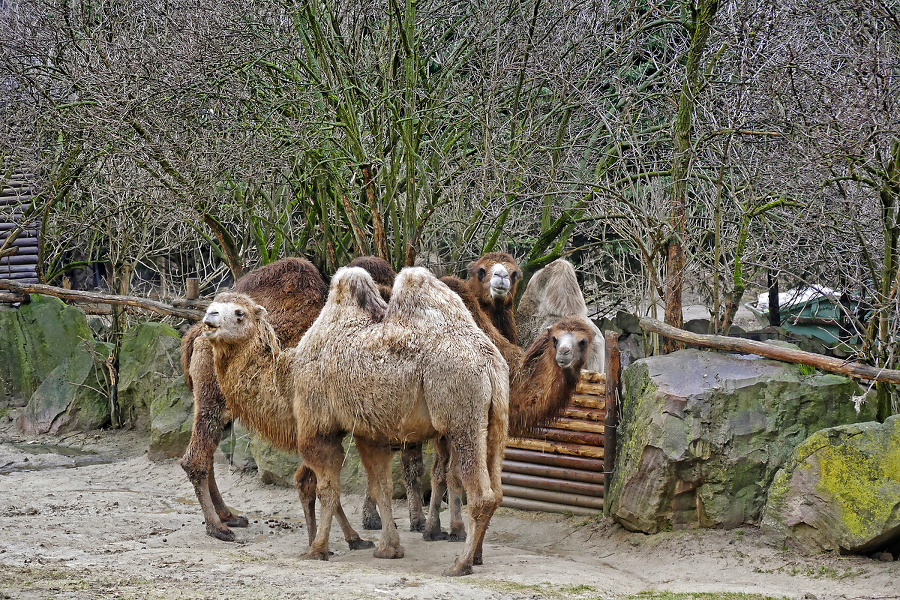 Matka Lea (vzadu) a