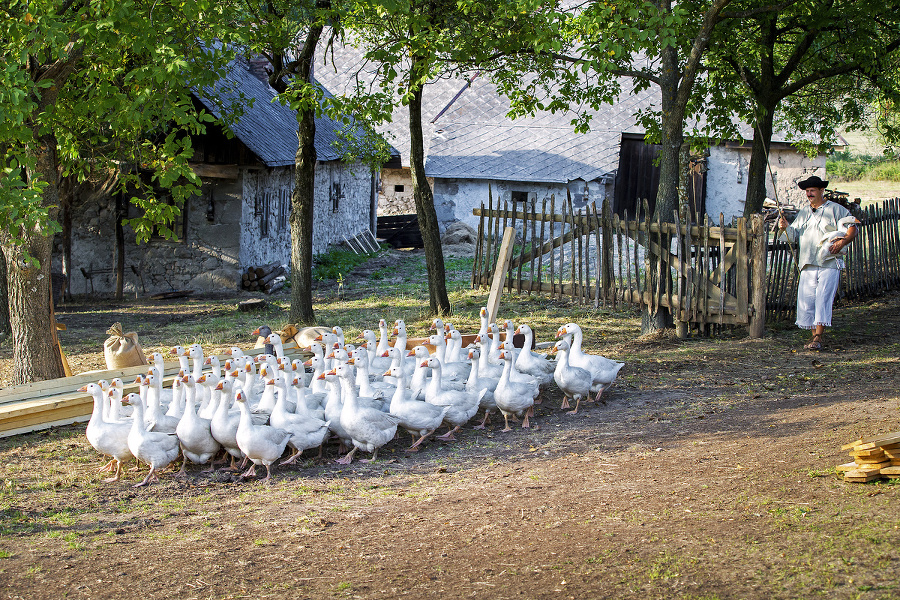 Na markizáckej farme bolo