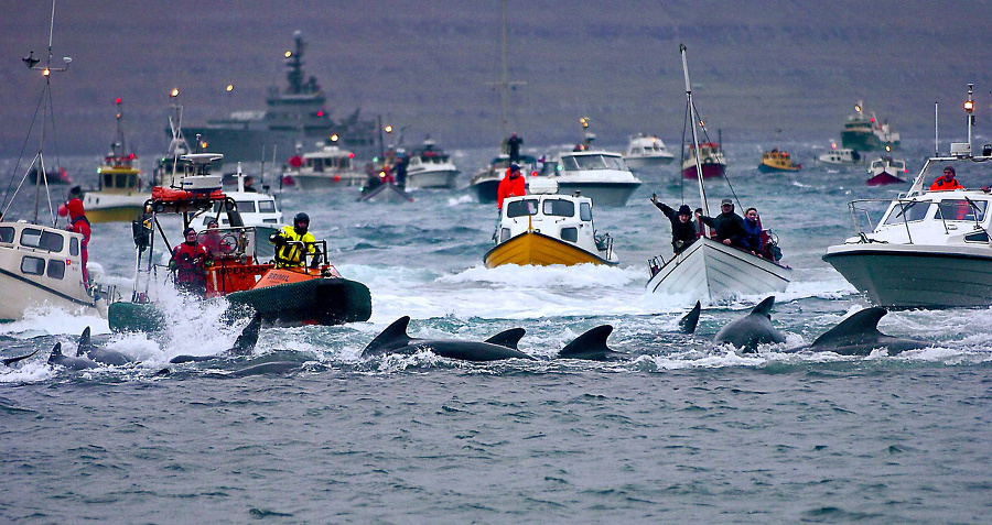 Člny nadháňajú veľryby k pobrežiu.