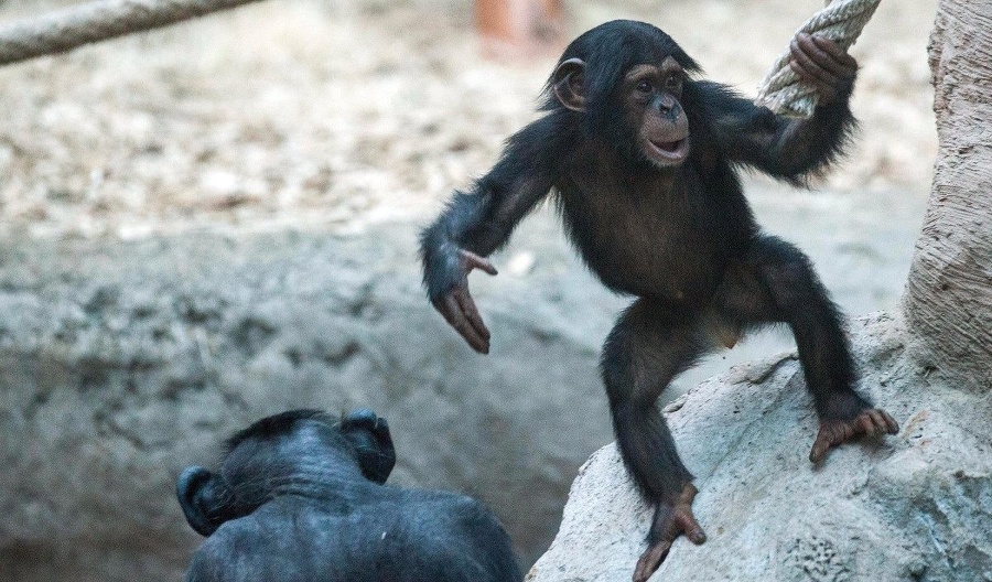 Šimpanzicu Shani si adoptoval
