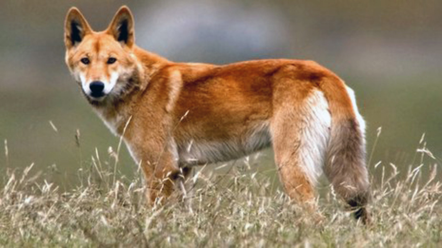Divý austrálsky pes Dingo.