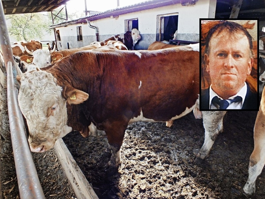 Ošetrovateľa Františka usmrtil pravdepodobne tento býk.