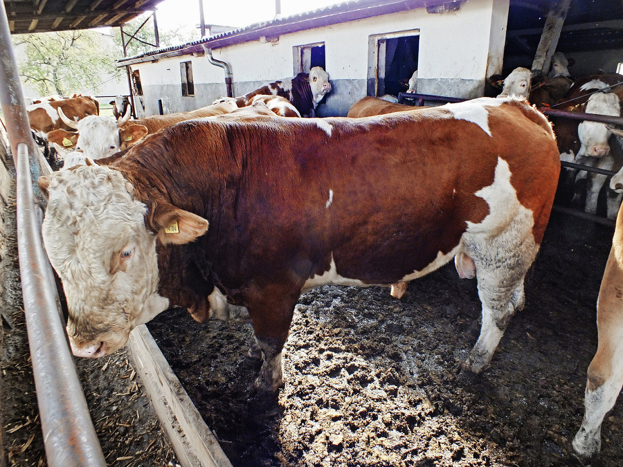 Ošetrovateľa Františka usmrtil pravdepodobne tento býk.