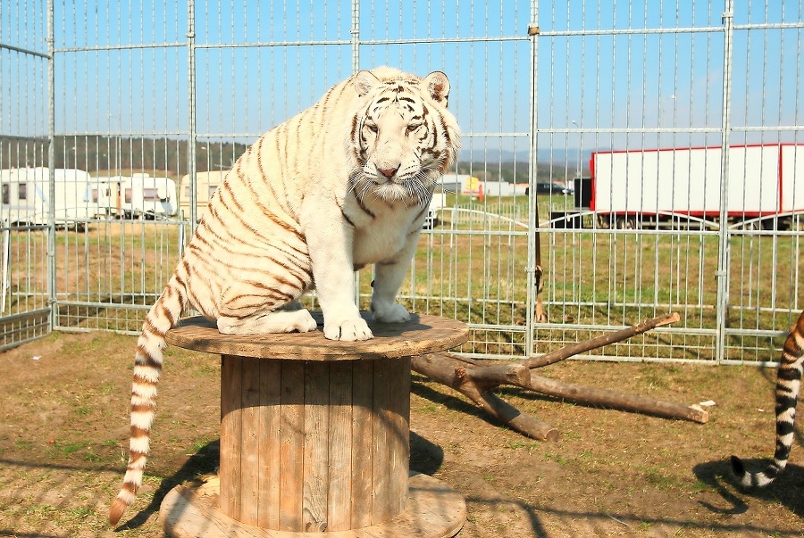 Tiger albín vo voľnej