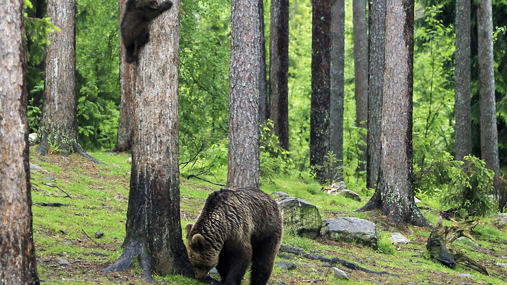 Medvedia rodinka usilovne cvičila