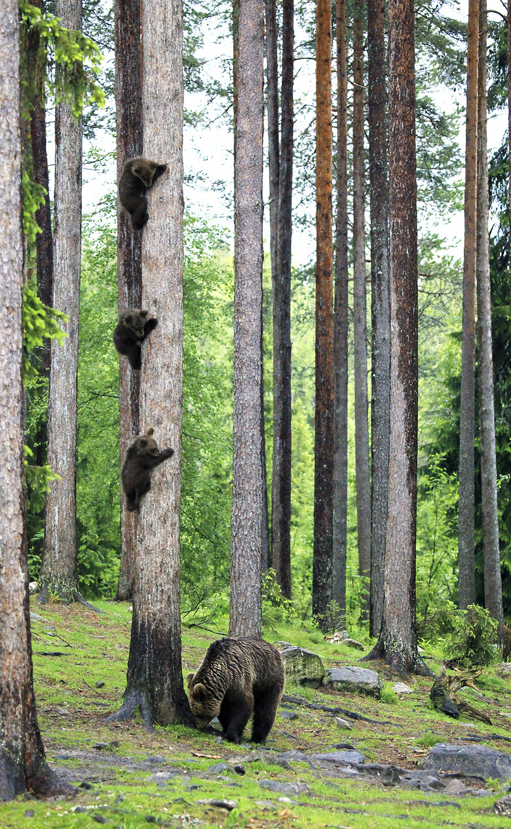 Medvedia rodinka usilovne cvičila