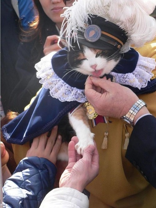 Japonsko smúti za mačkou
