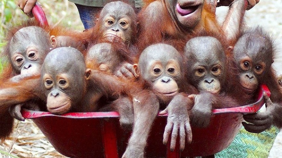 Orangutaním nezbedníkom sa tento