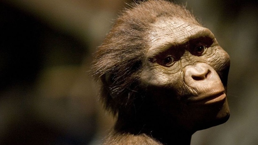 Lucy - Australopithecus afarensis