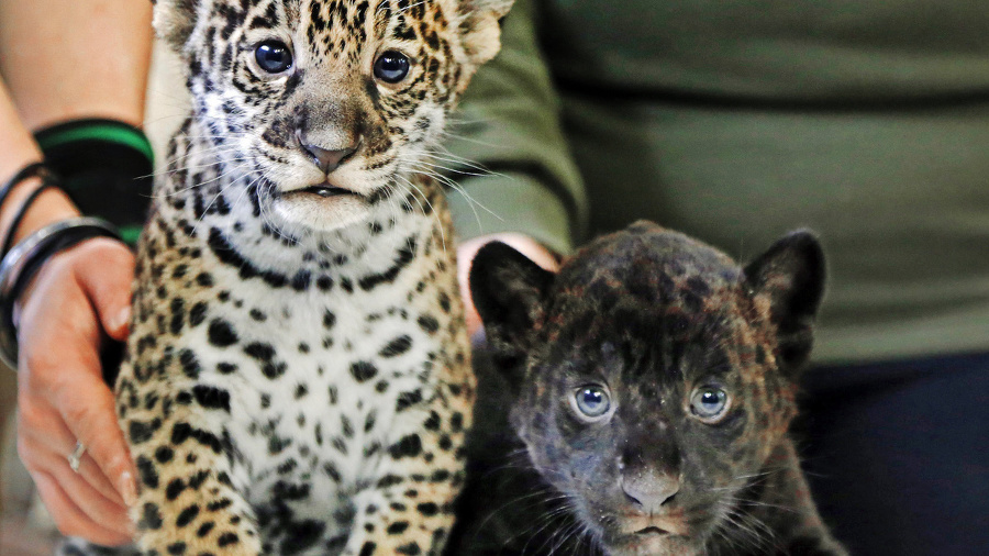 Petrohradská zoo zatiaľ jaguárikov