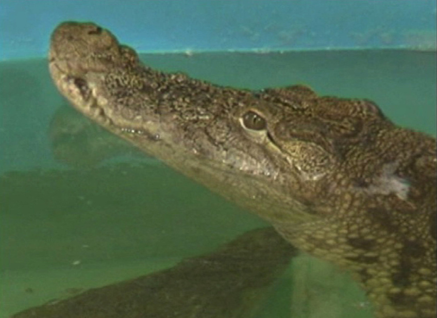 štrnásťročný krokodíl Geňa