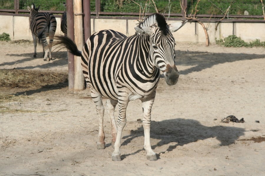 Zebra - 3644 €.