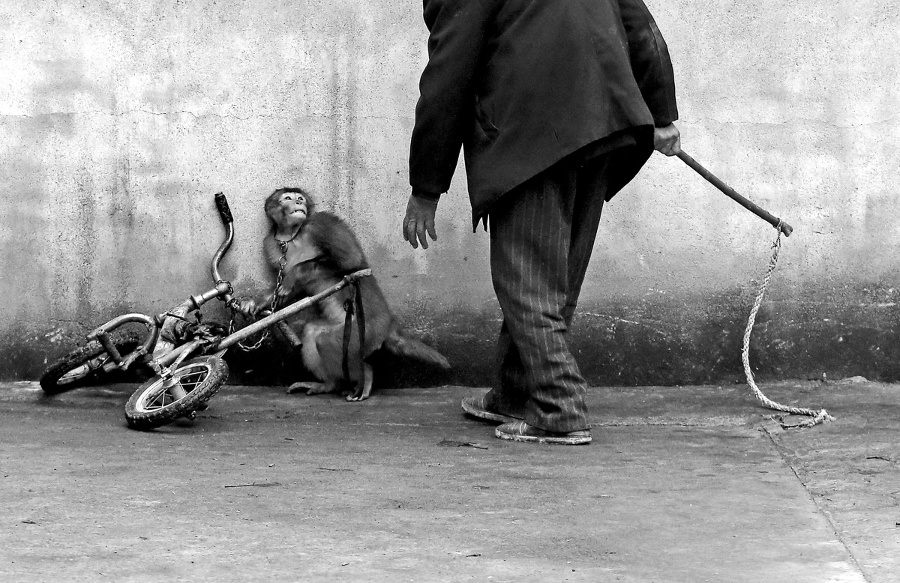 Výcvik cirkusovej opice