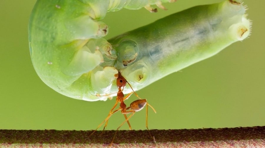 Mravce dokážu uniesť až