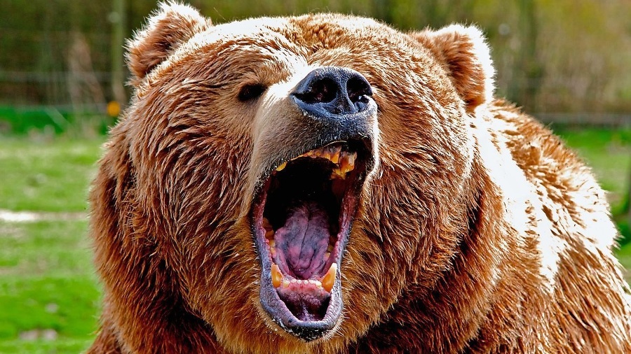 Útoky medveďov sú čoraz