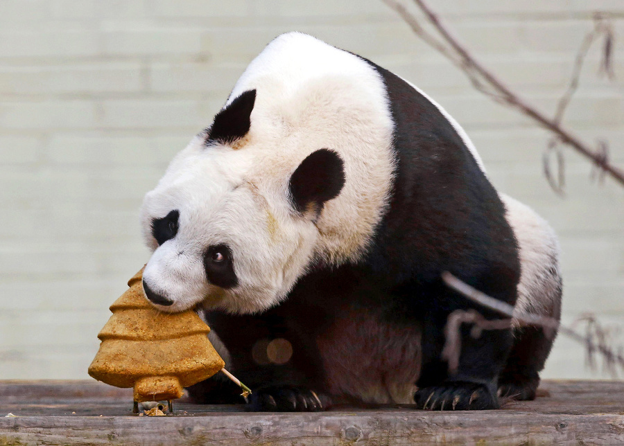 Panda sa s chuťou