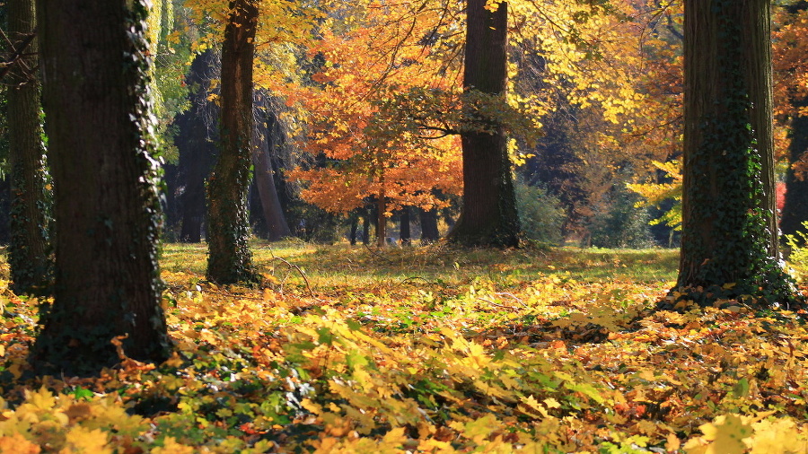 Jesenný les.