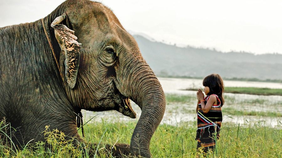 Slony sa vo Vietname
