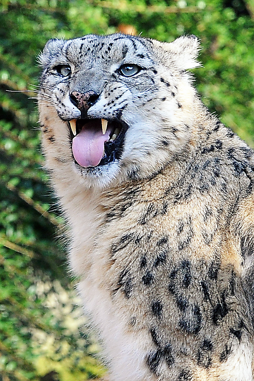 Leopard snežný