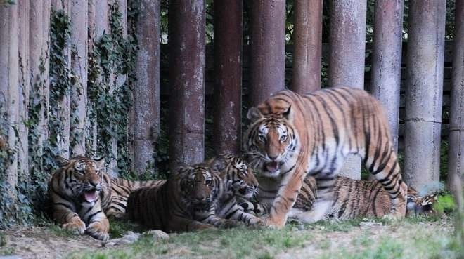 Tigre v talianskej zoo