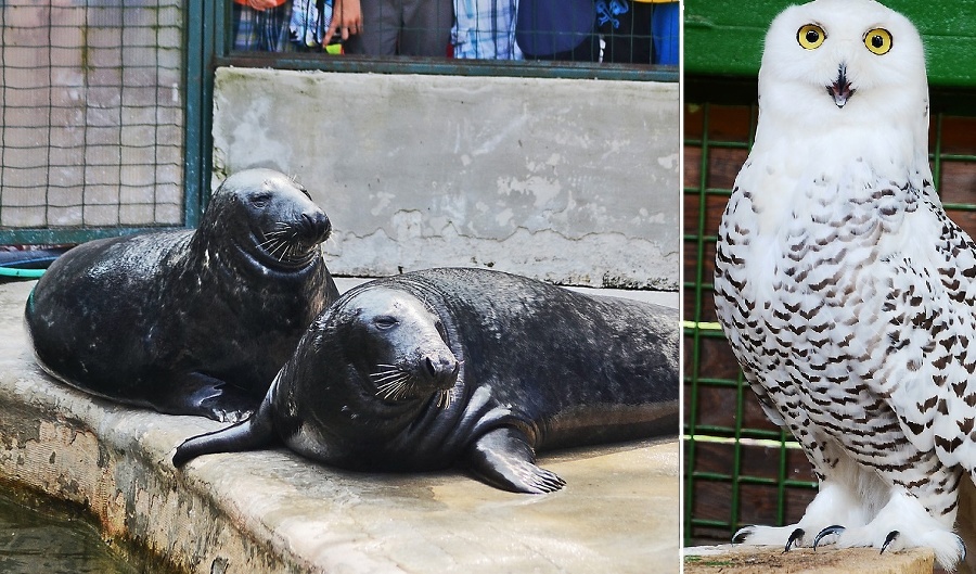 Ako znášajú zvieratá v košickej zoo extrémne teploty?