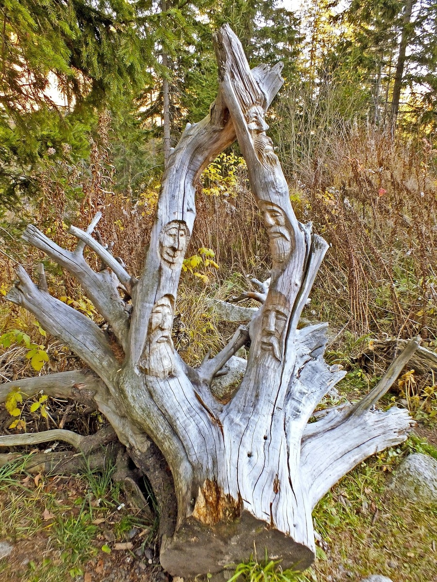 Tieto ozdobené korene obdivujú