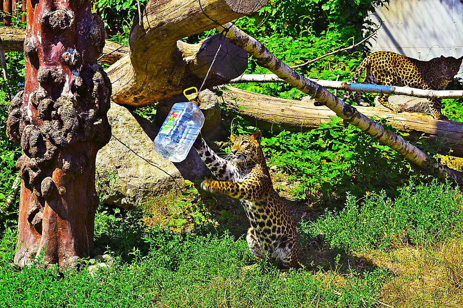 Leopard cejlónsky  v