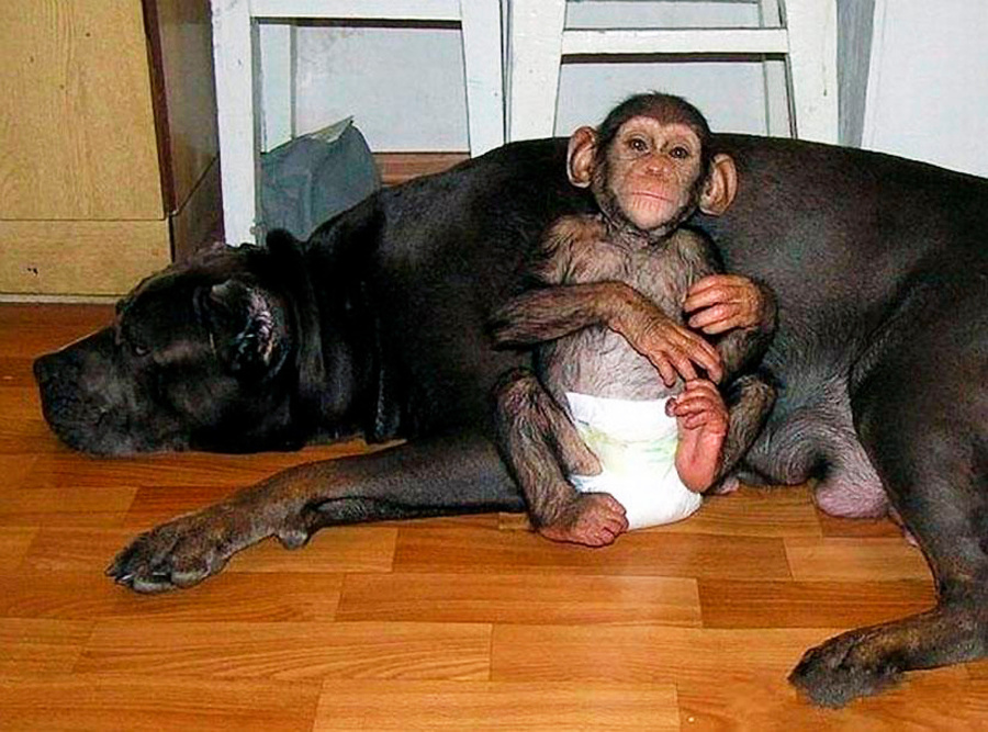 Mastif si adoptoval šimpanza