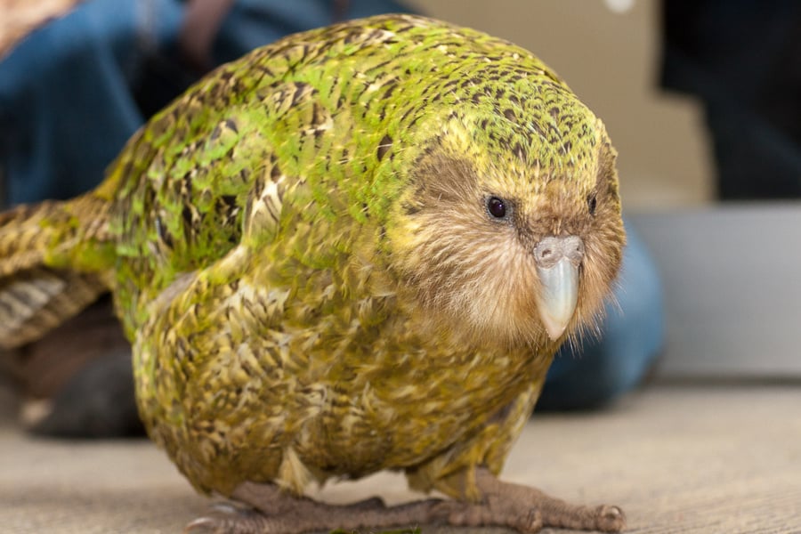 Kakapo, najväčší smoliar medzi