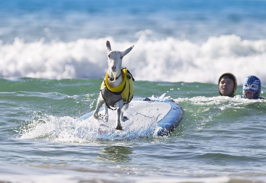 Goatee sa surfovanie evidentne