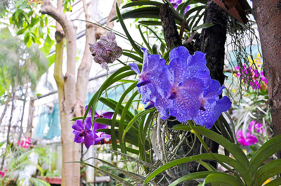 Obrovská orchidea Vanda.