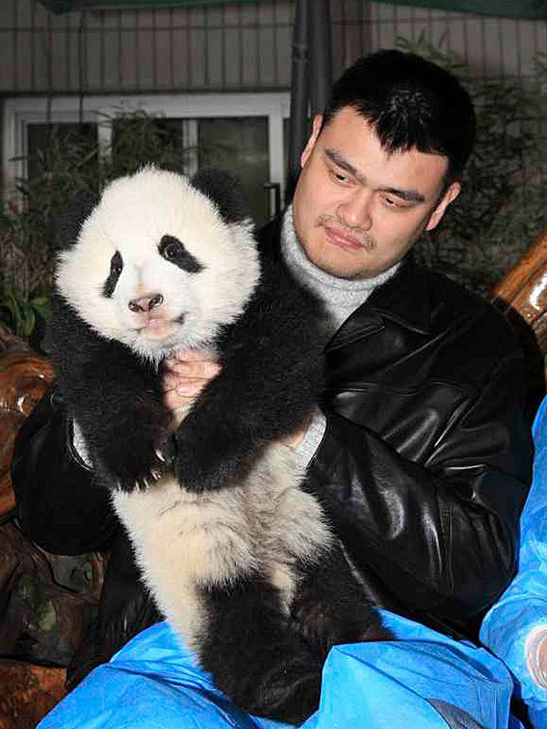 Jao Ming s pandou,