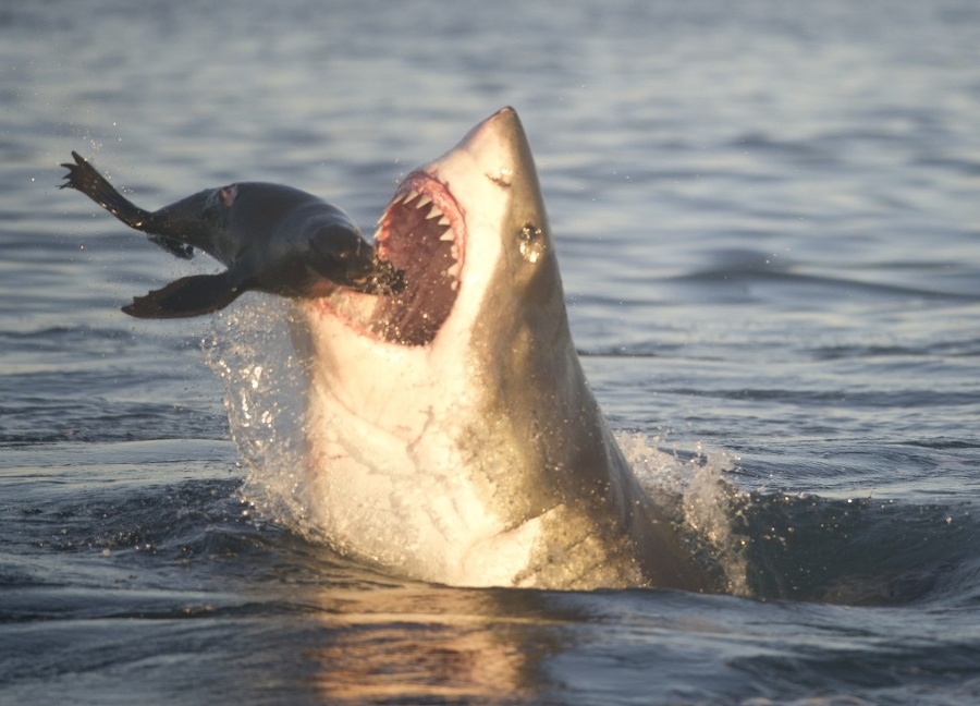 Žralok a tuleň predviedli