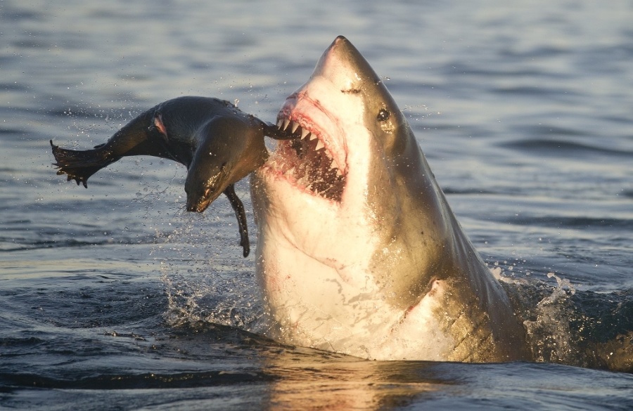 Žralok a tuleň predviedli