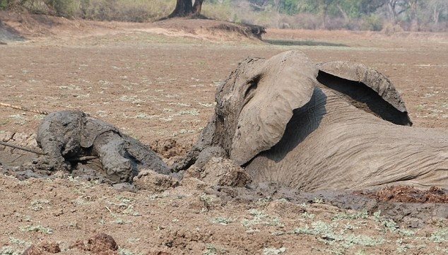 Najťažšie bolo uviaznuté slony