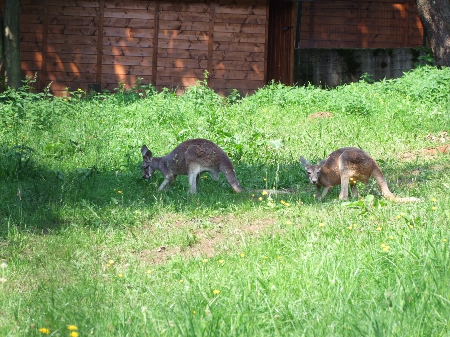 Skippy (väčšia) a Sydney